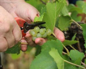 Au domaine Hubert Metz, 