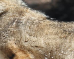 Où sont les loups en France?