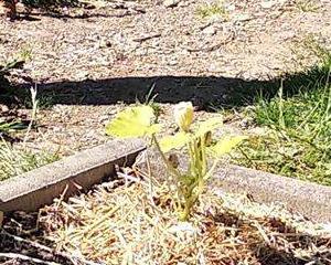 L'appel du potager
