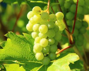 Les viticulteurs alsaciens présagent un bon millésime 2016  