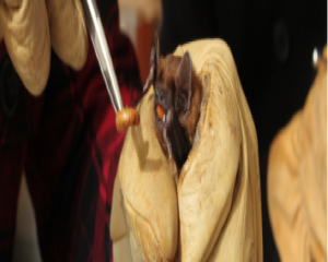 Les chauves-souris de retour au Wacken