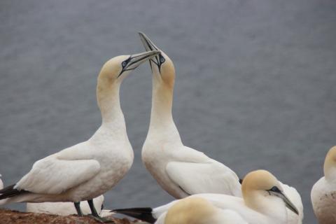 20180202-DH northern-gannet-2454201_640.jpg